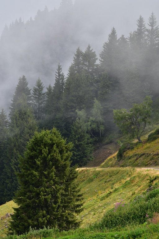 2019-08 Savoie/La Tuile/DSC_1211.JPG